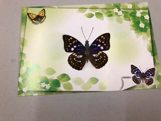 2025.9.13-2026.1.31仅节假日蝴蝶贺卡9:30-15:00